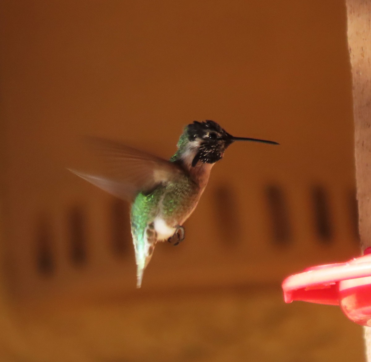 Costa's Hummingbird - ML642834048