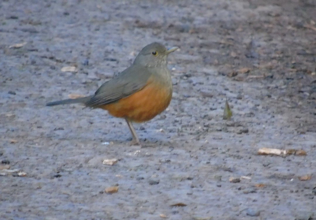 Rufous-bellied Thrush - ML642834053