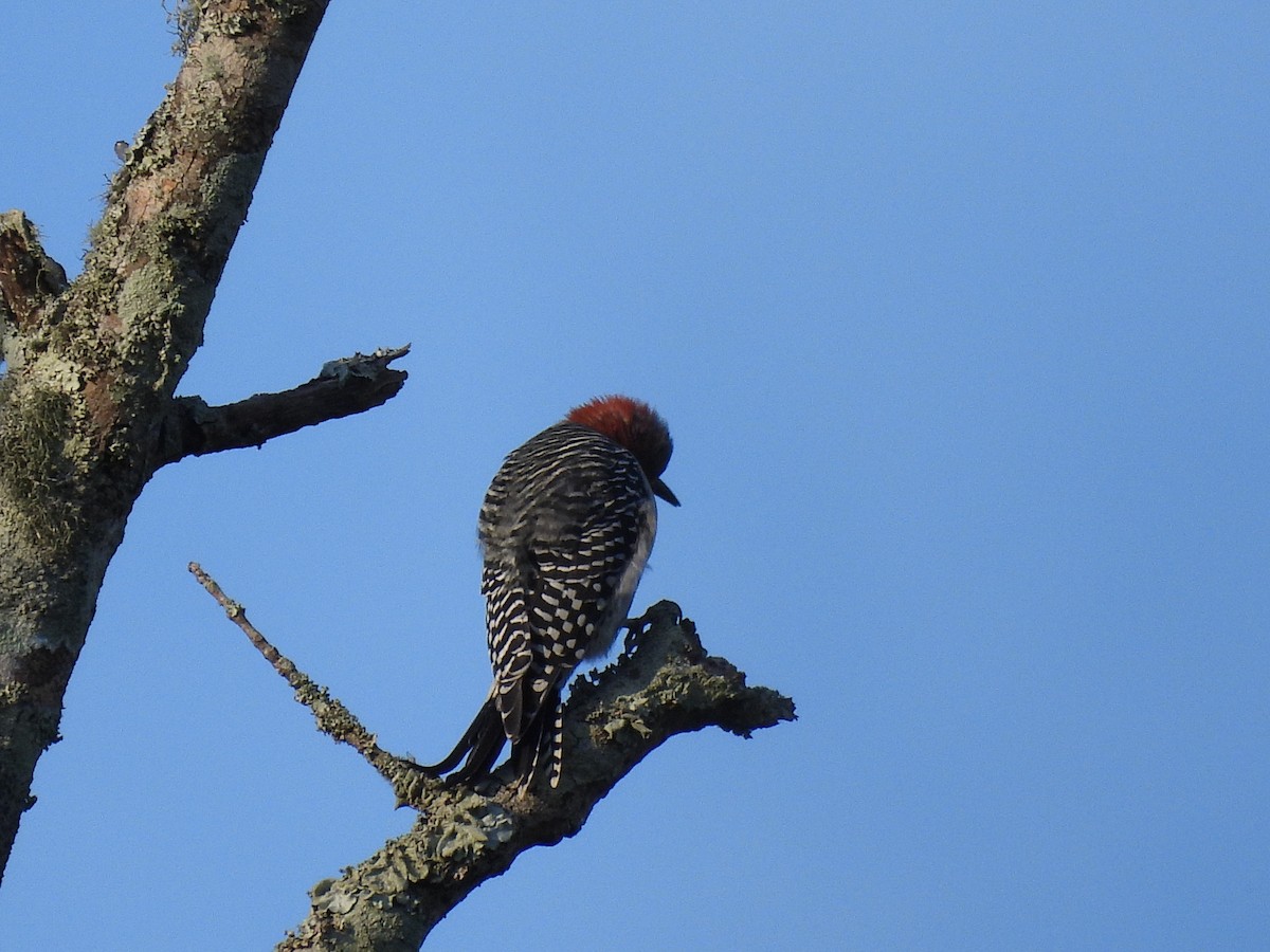 Red-bellied Woodpecker - ML642834055