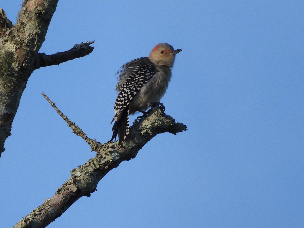 Red-bellied Woodpecker - ML642834056