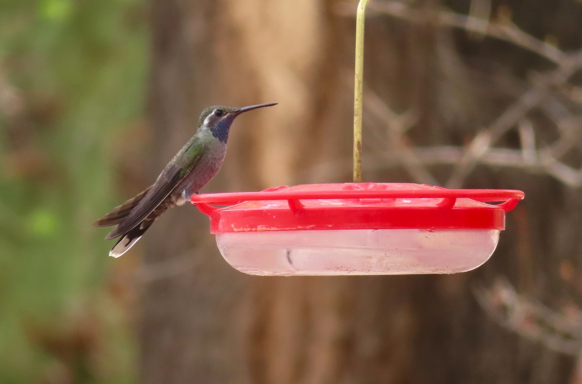 Blue-throated Mountain-gem - ML642834064