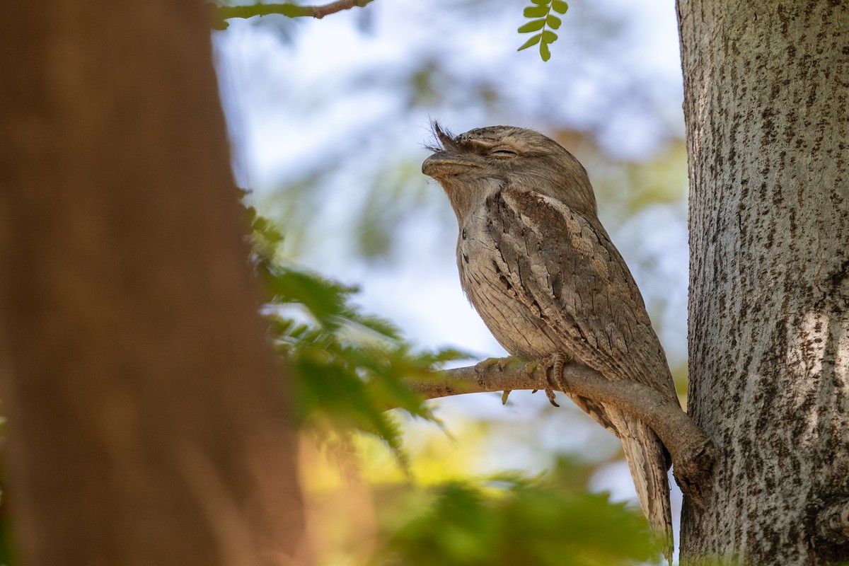 Tawny Frogmouth - ML642834070