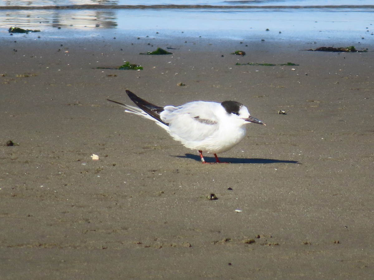 Forster's/Common Tern - ML642834072