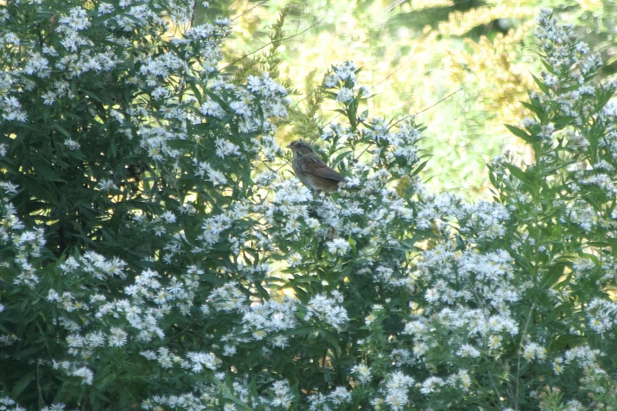Swamp Sparrow - ML642834077