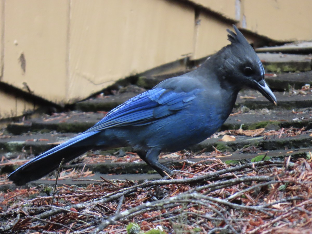 Steller's Jay - ML642834087