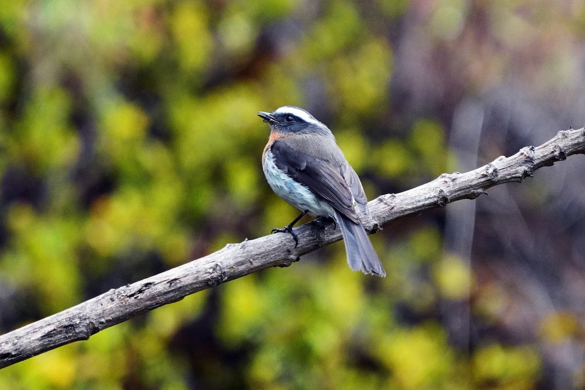 Rufous-breasted Chat-Tyrant - ML642834088
