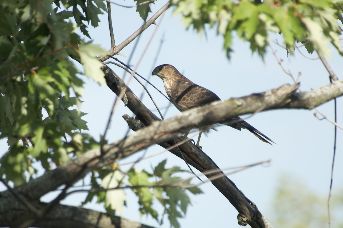 Cooper's Hawk - ML642834089