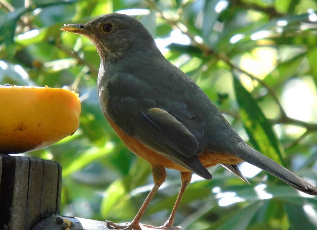 Rufous-bellied Thrush - ML642834095