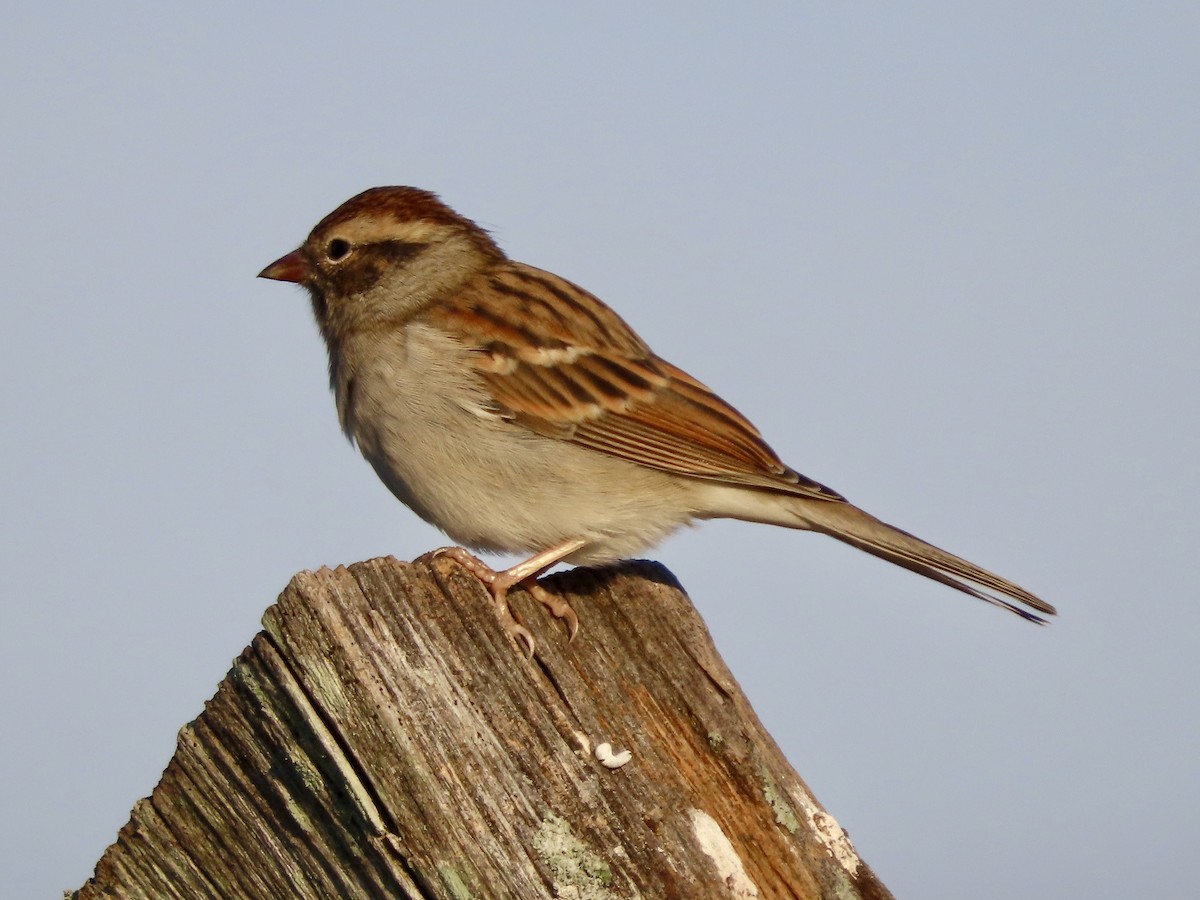Chipping Sparrow - ML642834097