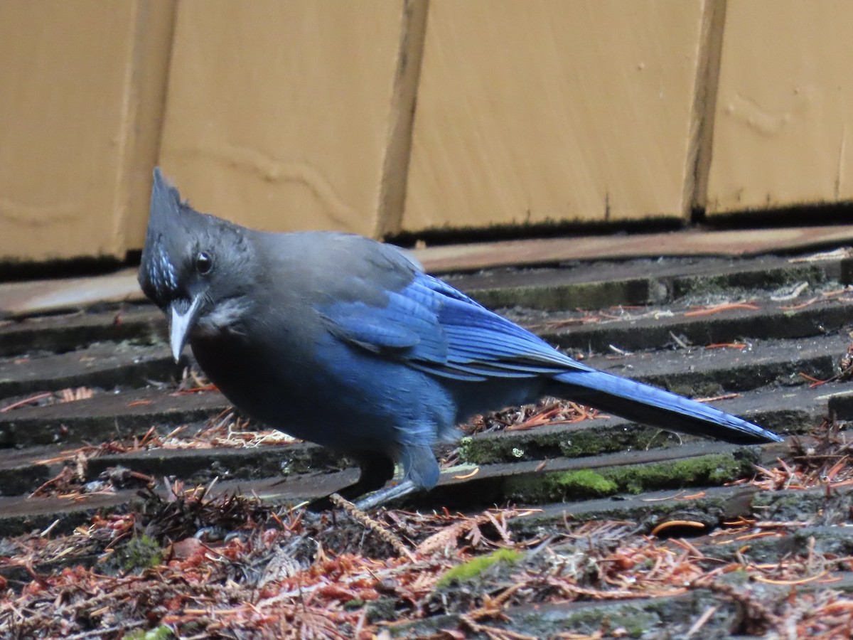 Steller's Jay - ML642834100