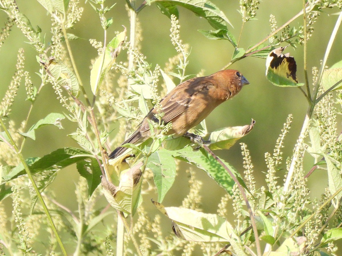 Blue Grosbeak - ML642834104