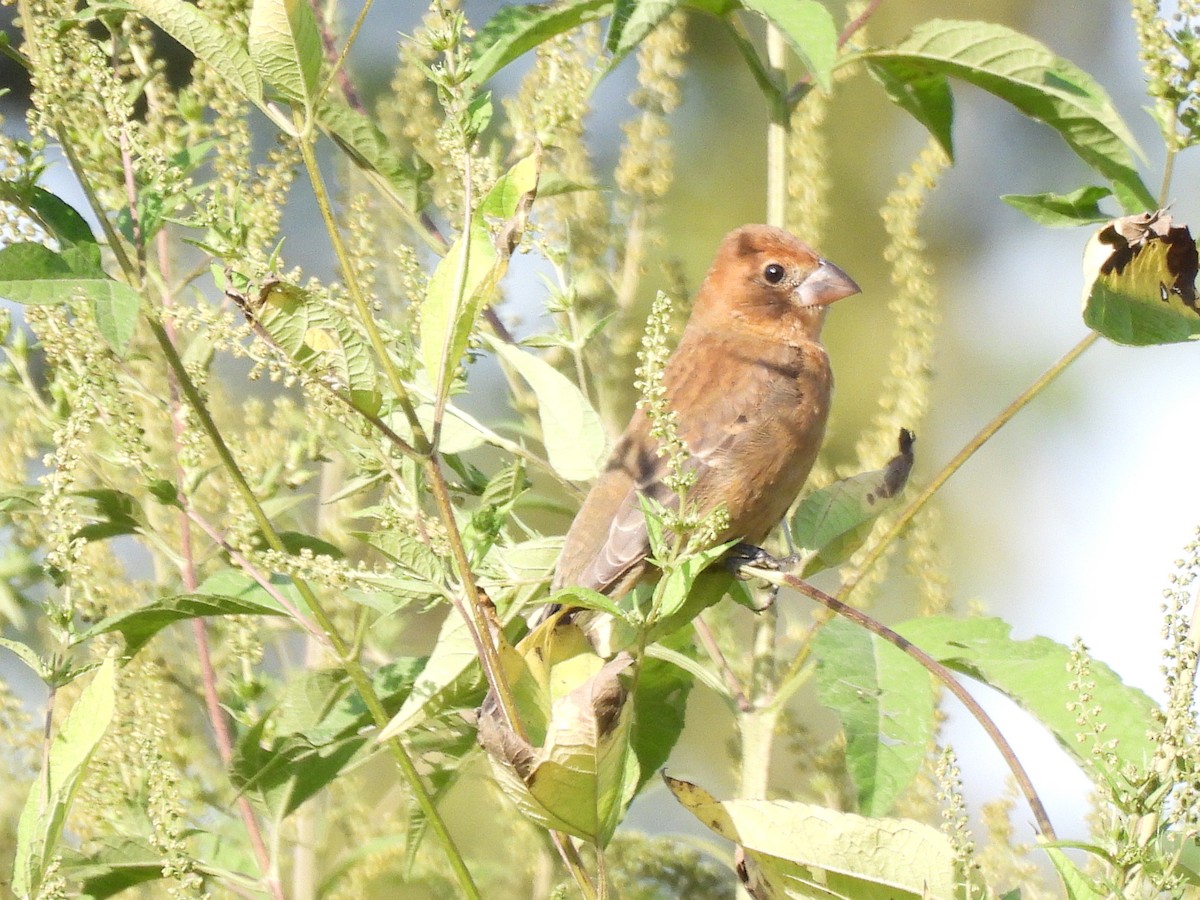 Blue Grosbeak - ML642834105