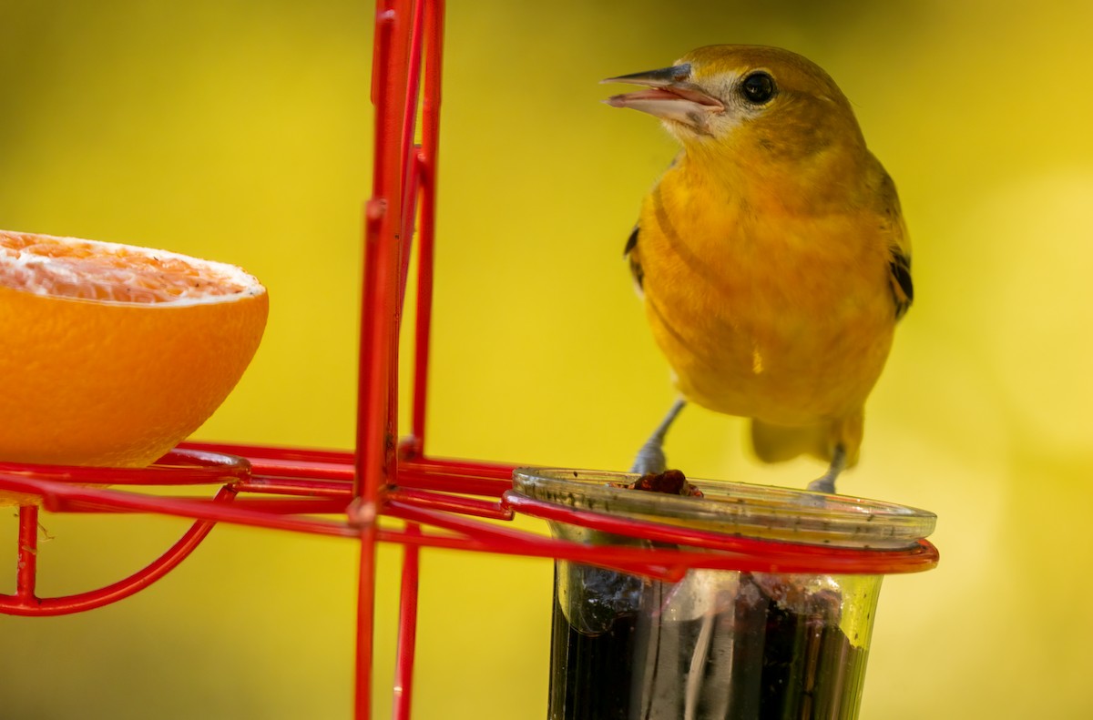 Baltimore Oriole - ML642834109