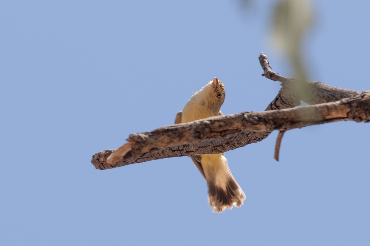 Weebill - ML642834113
