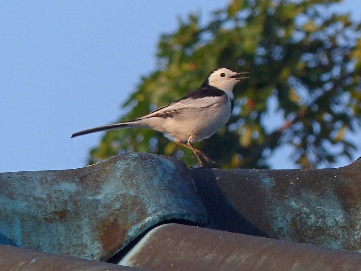 White Wagtail - ML642834116