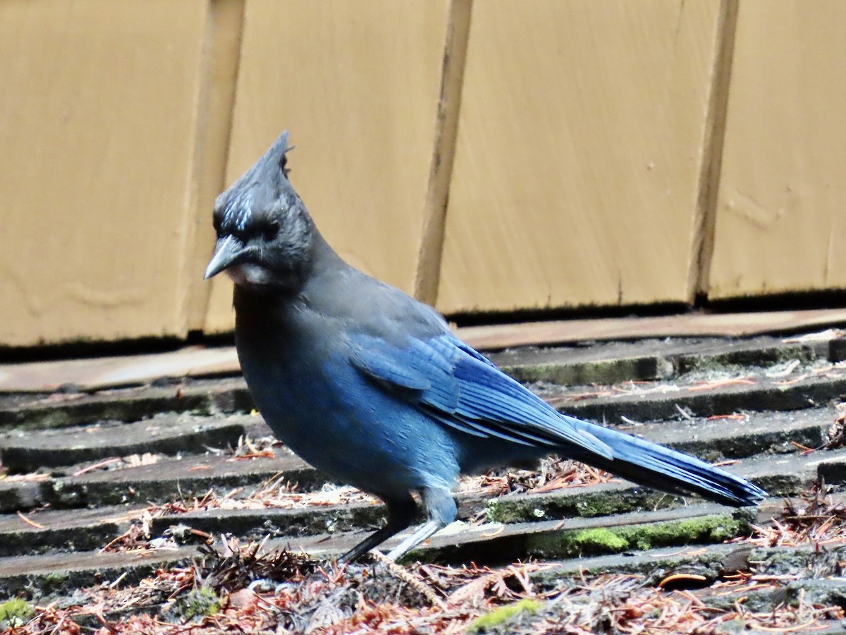 Steller's Jay - ML642834117