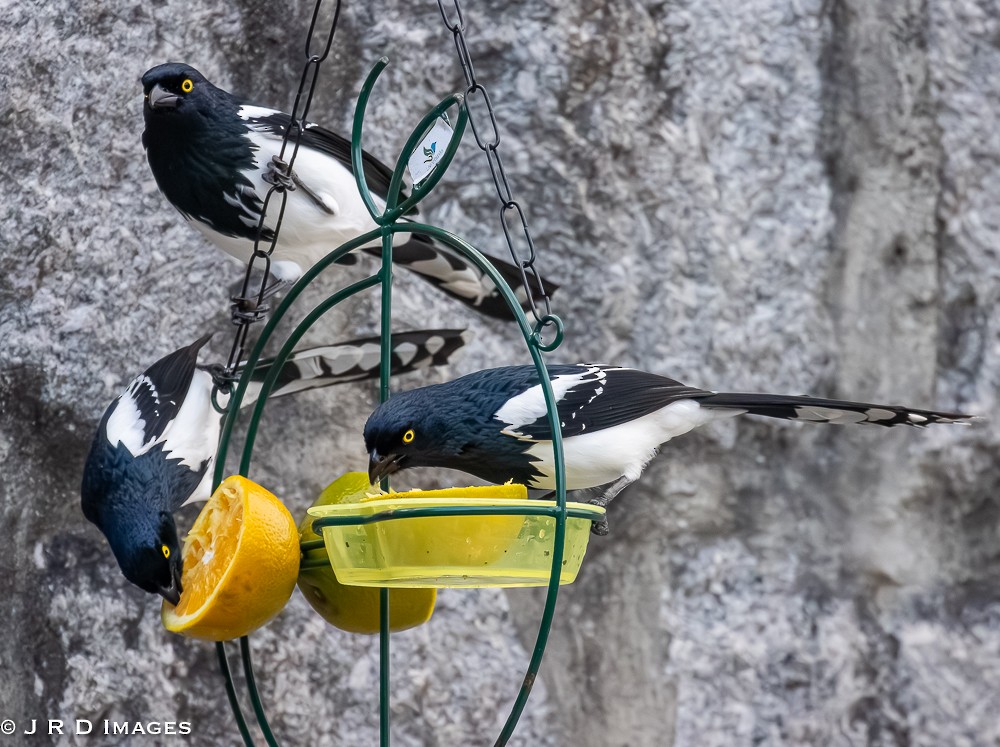Magpie Tanager - ML642834119