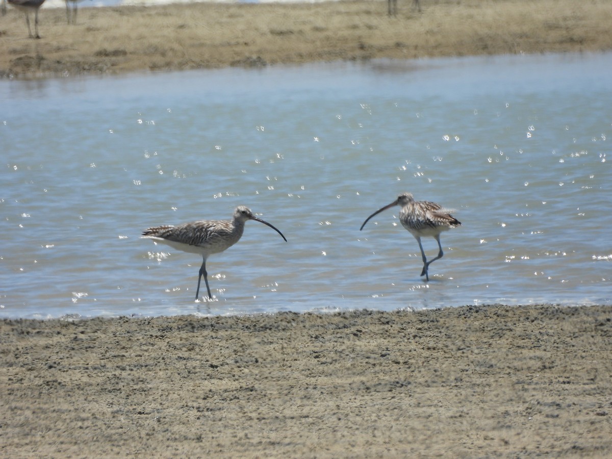 Eurasian Curlew - ML642834121