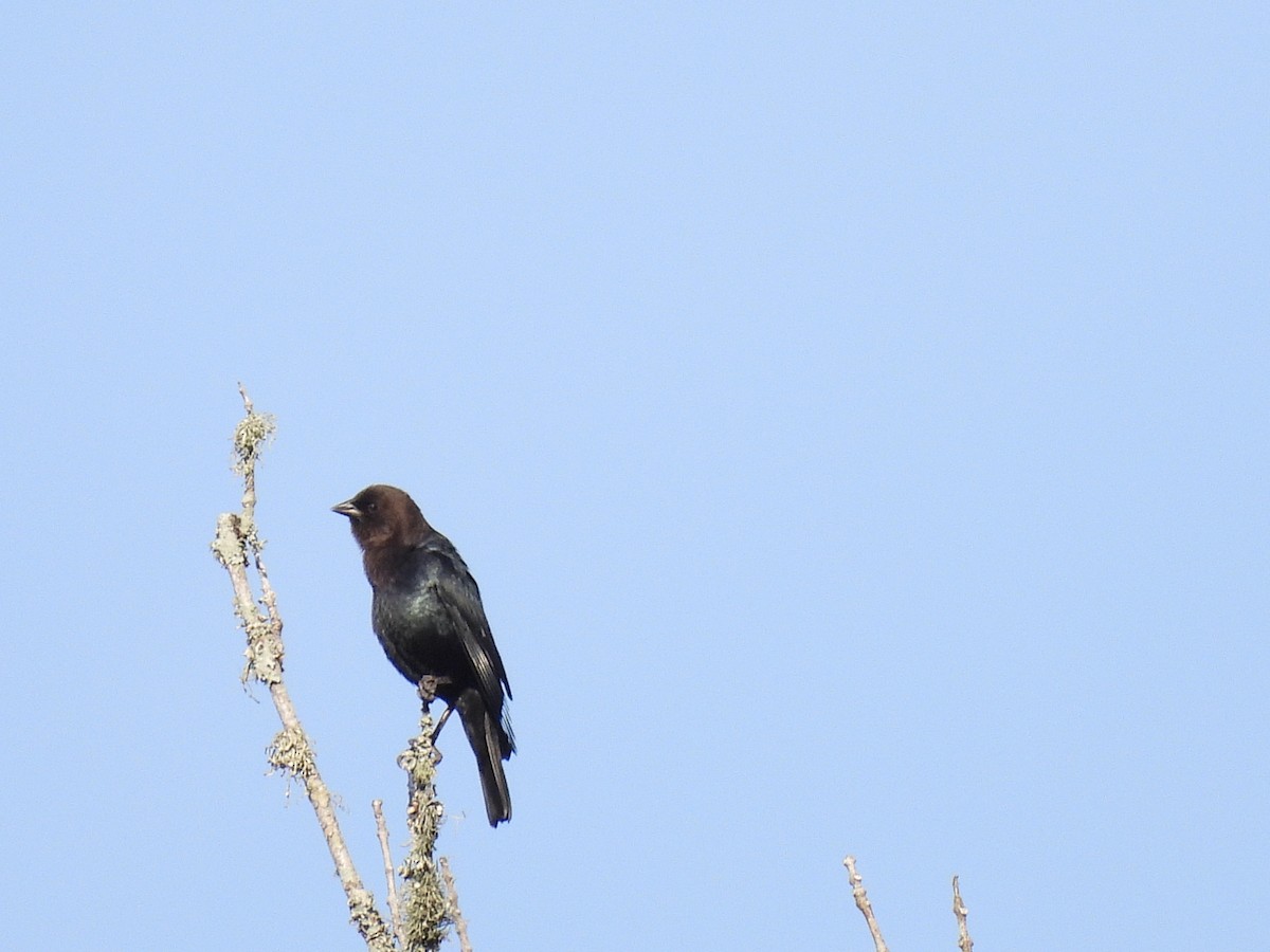 Brown-headed Cowbird - ML642834126