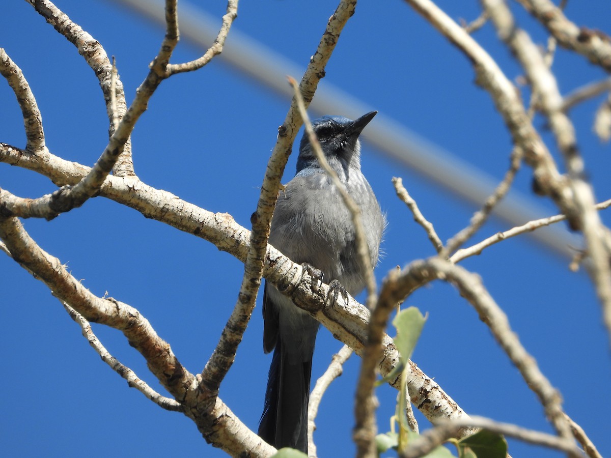 Woodhouse's Scrub-Jay - ML642834128