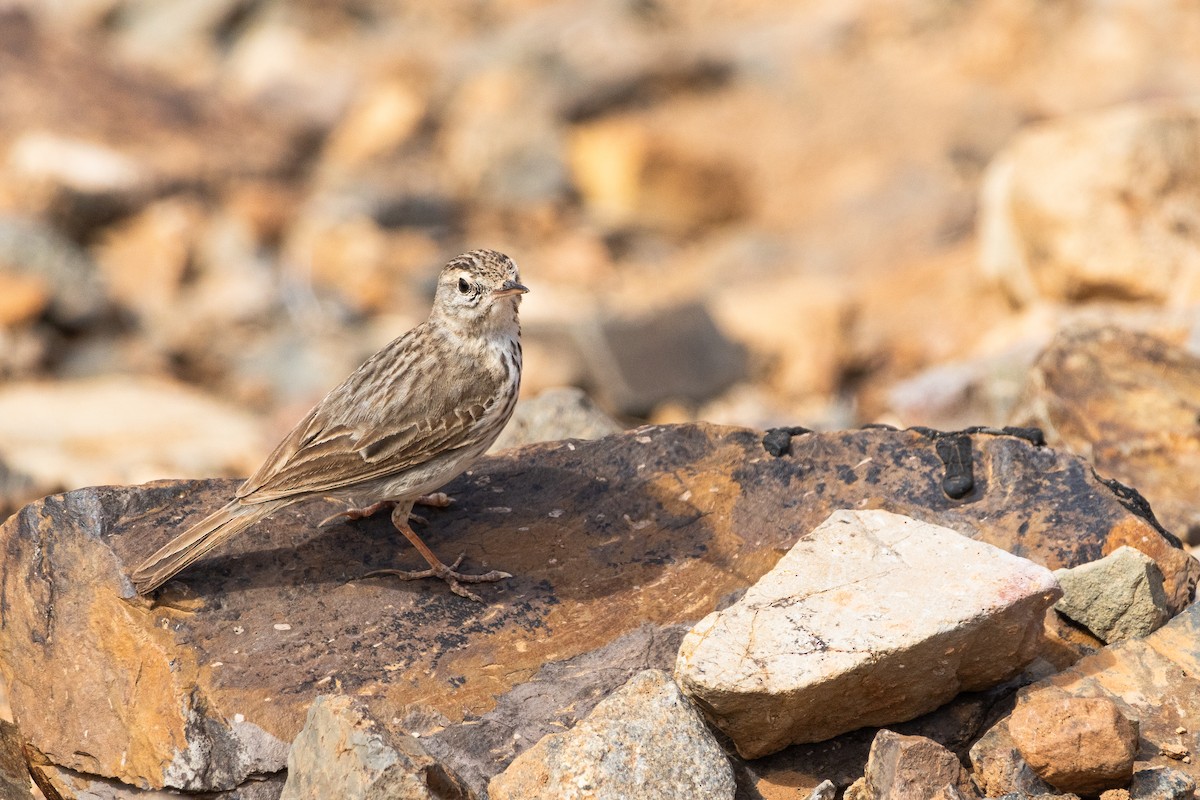 Berthelot's Pipit - ML642834129