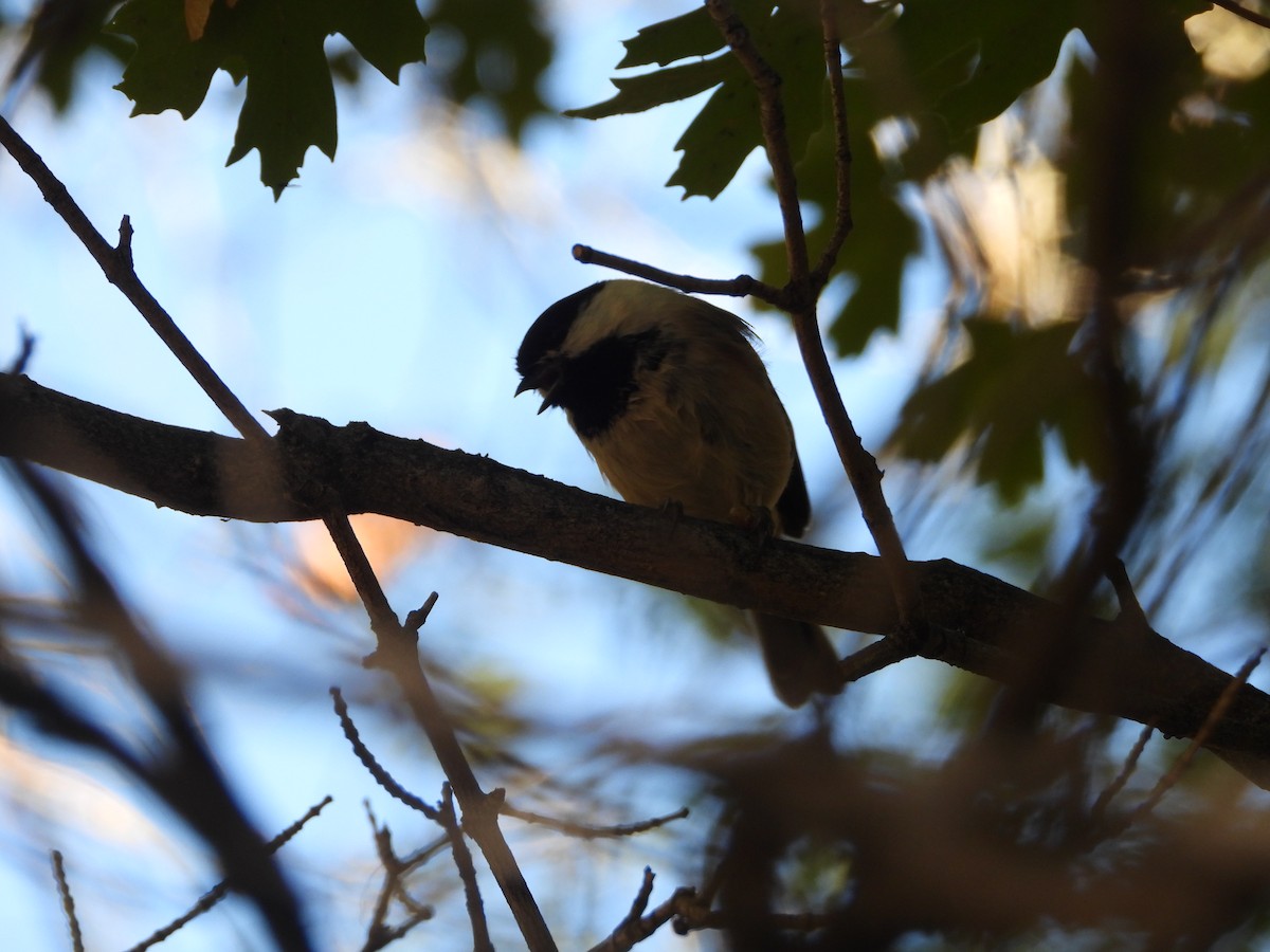 Black-capped Chickadee - ML642834130
