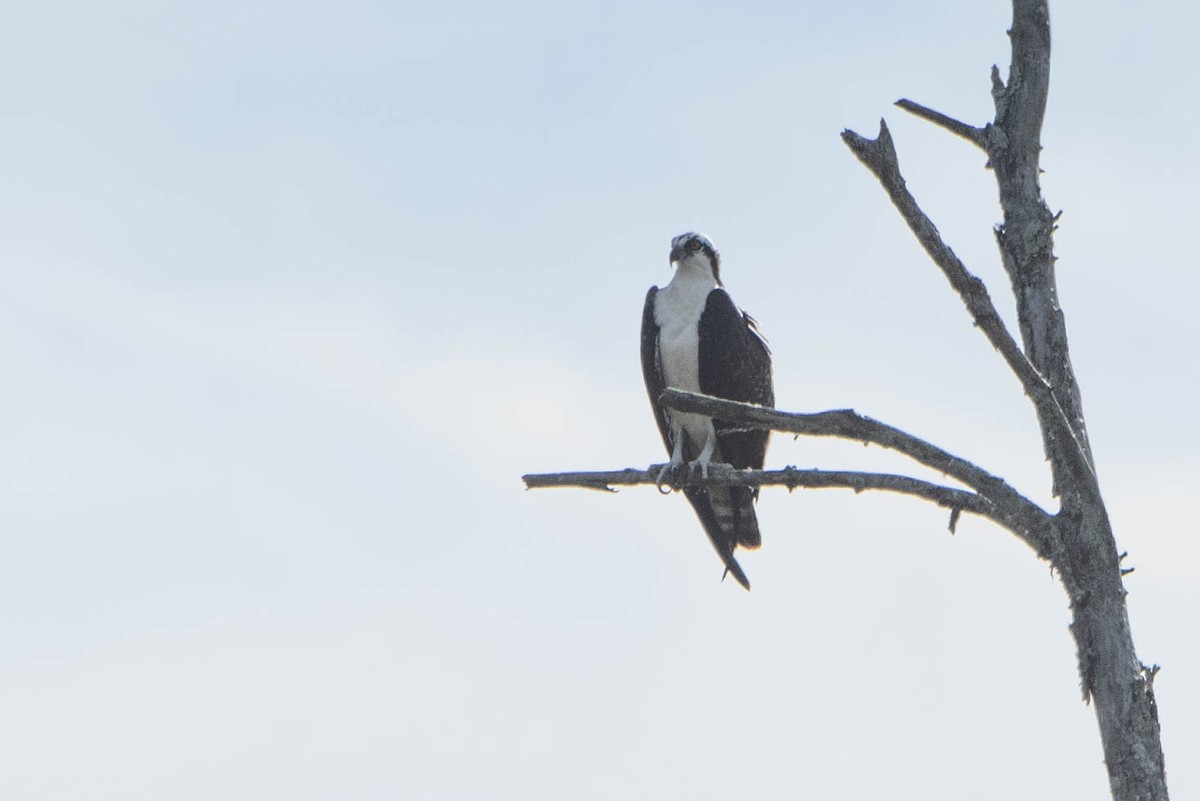 Osprey - ML642834131