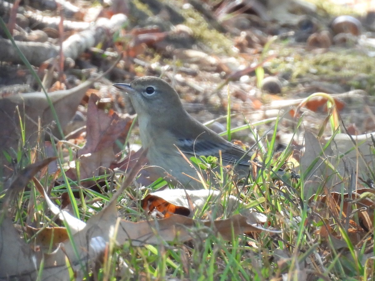 Pine Warbler - ML642834132
