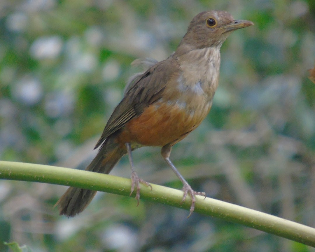 Rufous-bellied Thrush - ML642834134