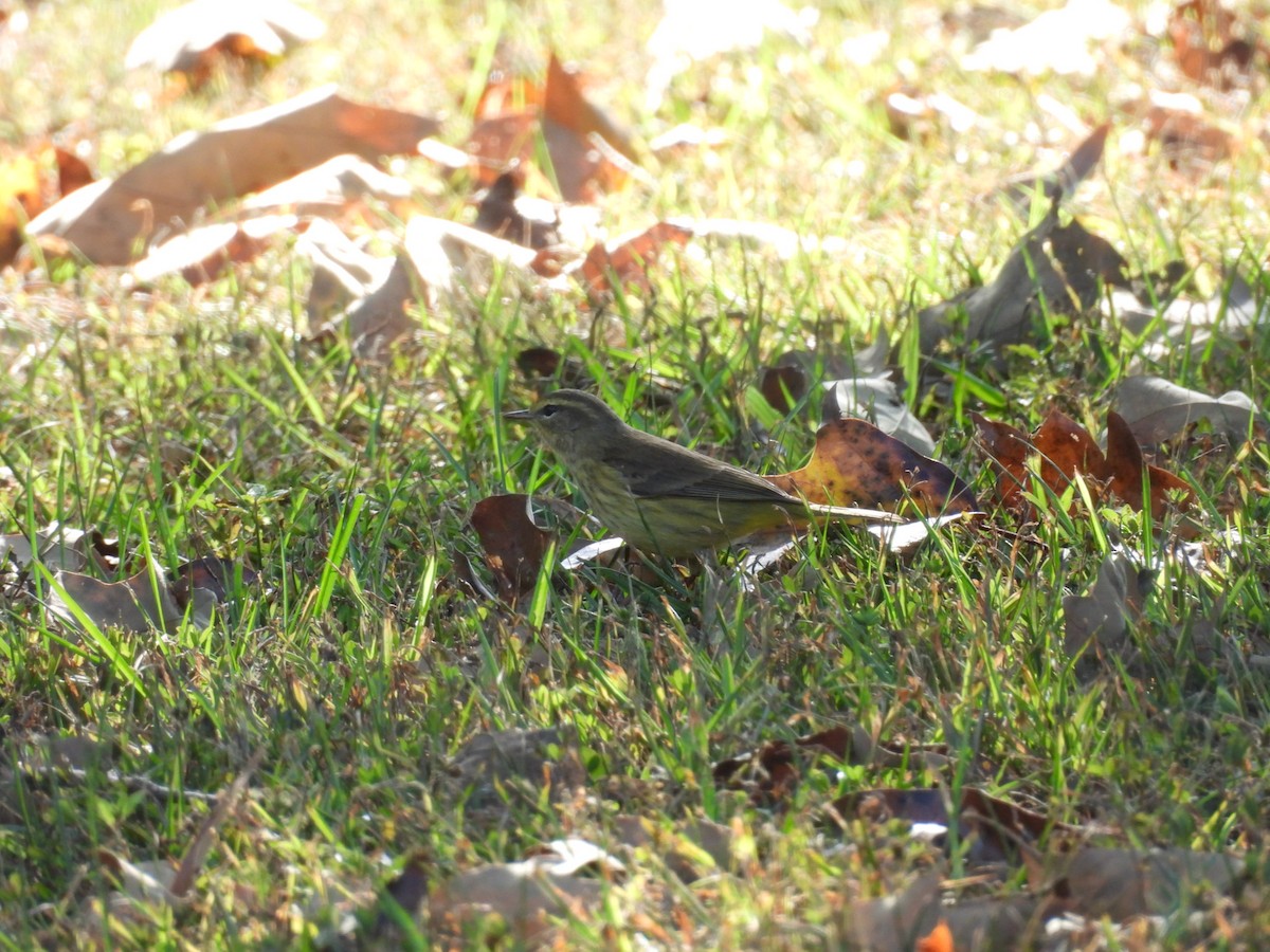 Palm Warbler - ML642834137