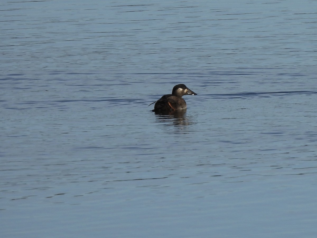 Surf Scoter - ML642834138