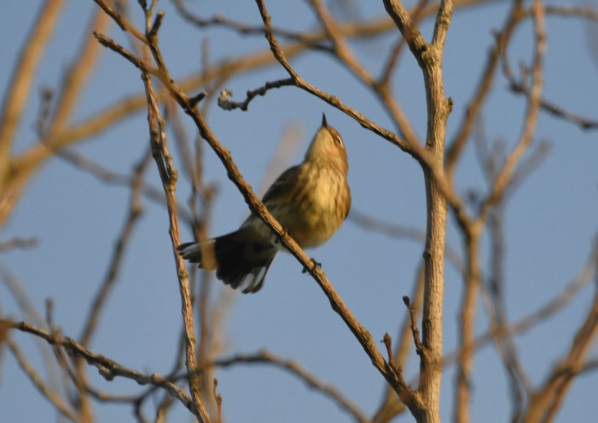 Yellow-rumped Warbler (Myrtle) - ML642834139