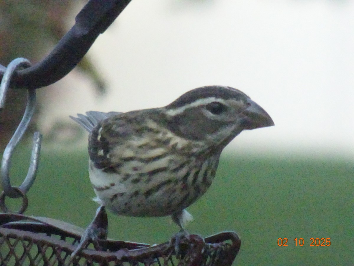 Rose-breasted Grosbeak - ML642834140