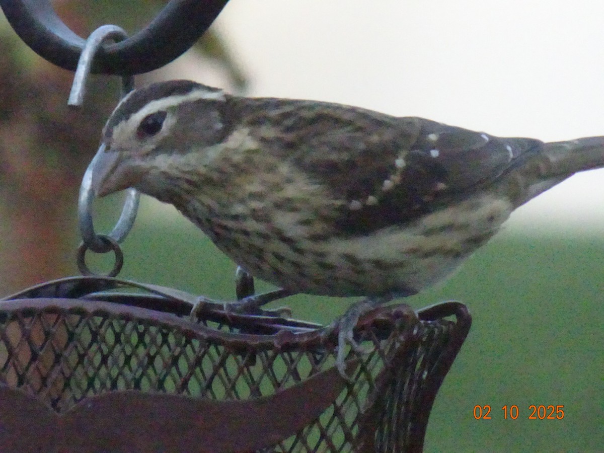 Rose-breasted Grosbeak - ML642834141