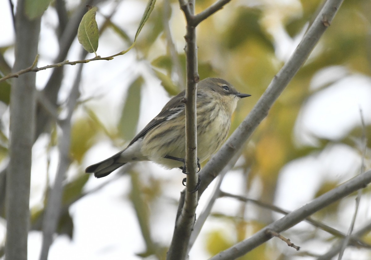 Yellow-rumped Warbler (Myrtle) - ML642834142