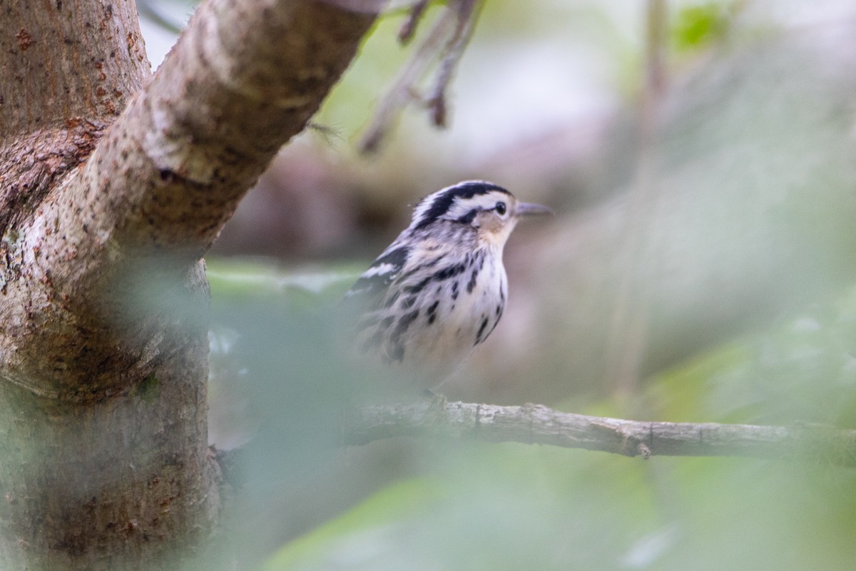 Black-and-white Warbler - ML642834144