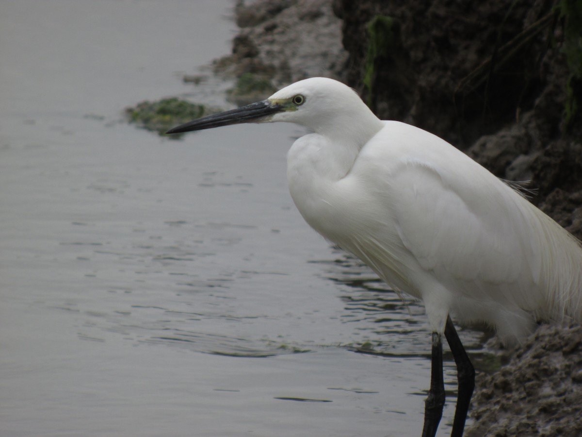 Little Egret - ML642834145