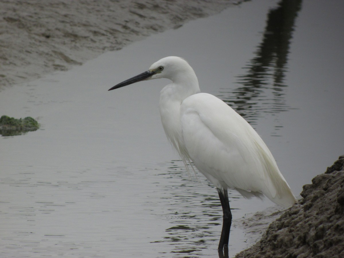 Little Egret - ML642834146