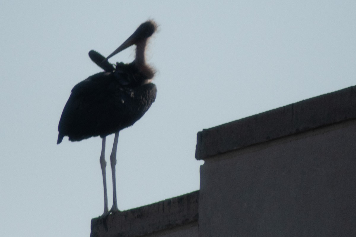 Marabou Stork - ML642834148