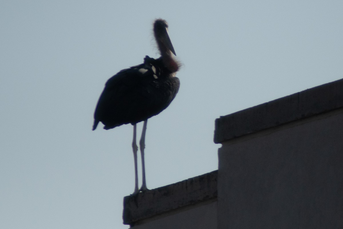 Marabou Stork - ML642834149