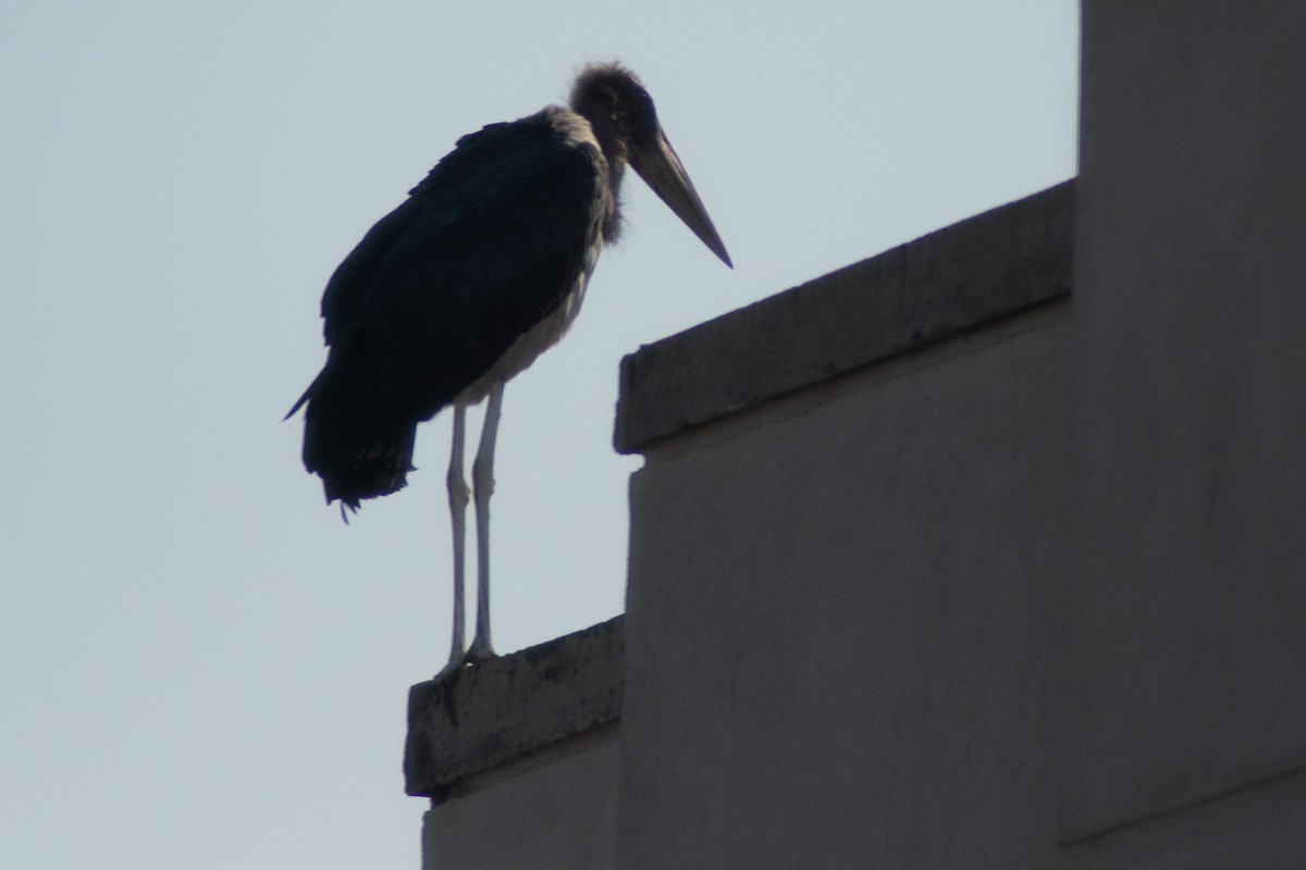 Marabou Stork - ML642834150