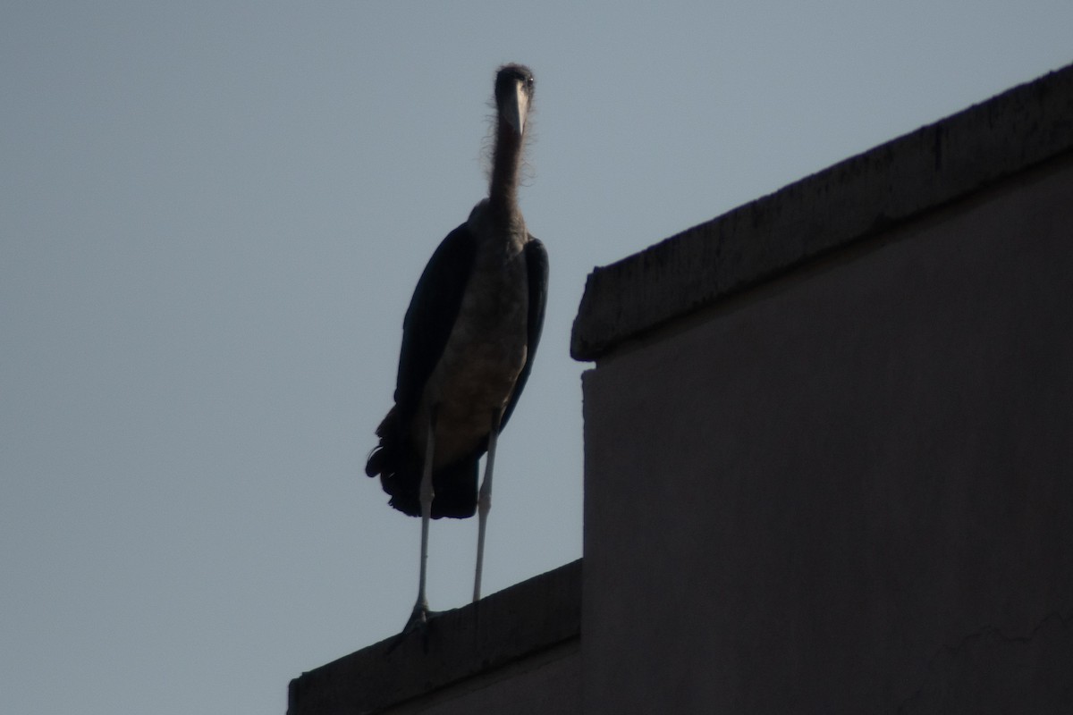 Marabou Stork - ML642834151