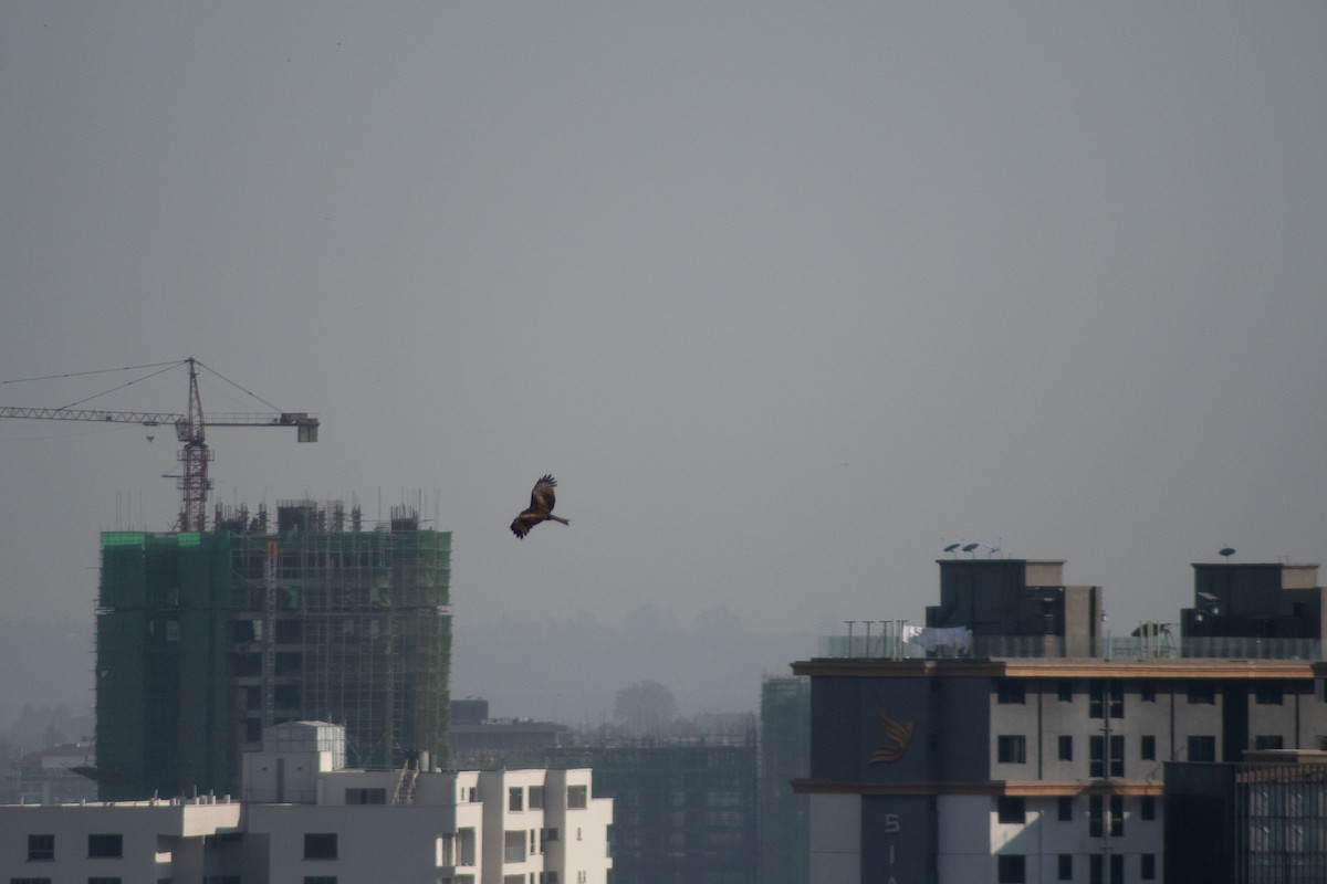 Black Kite - ML642834153