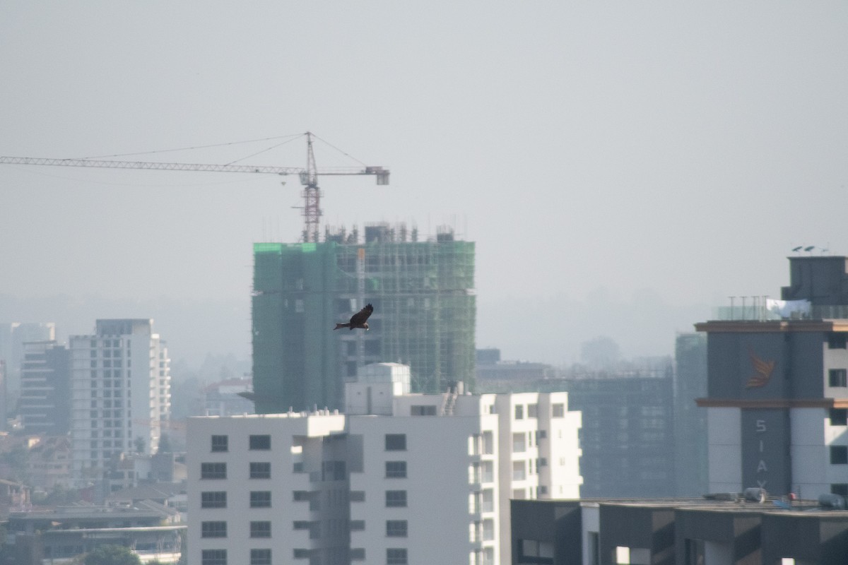 Black Kite - ML642834154