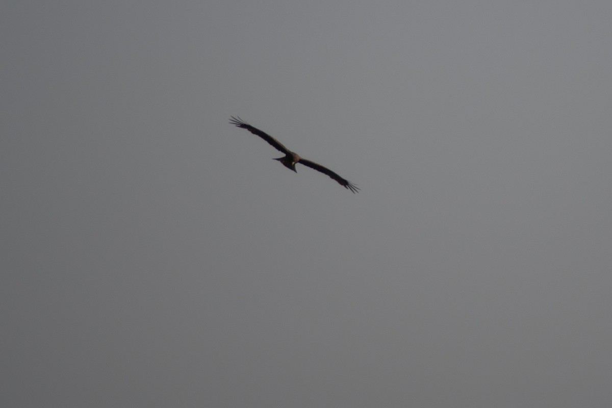 Black Kite - ML642834156