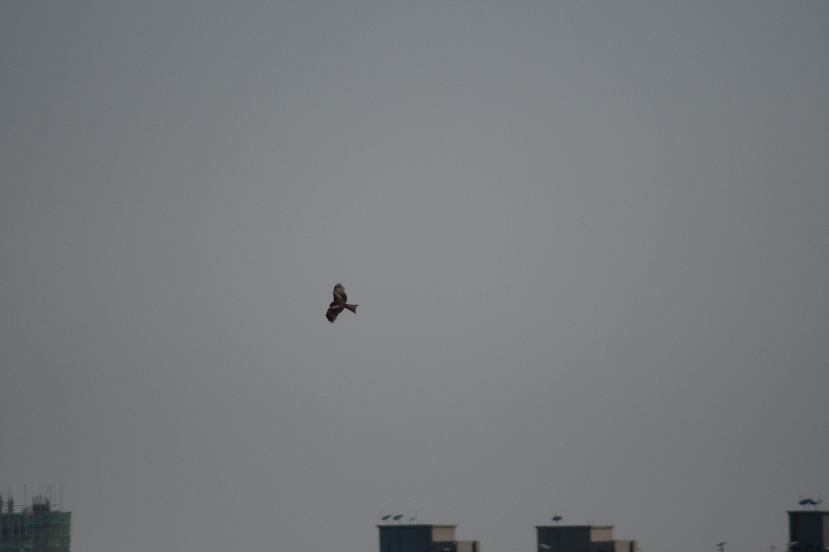 Black Kite - ML642834157
