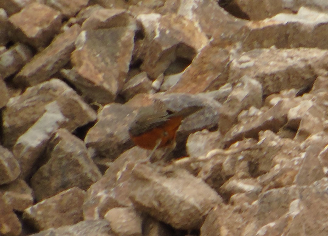 Rufous-bellied Thrush - ML642834158