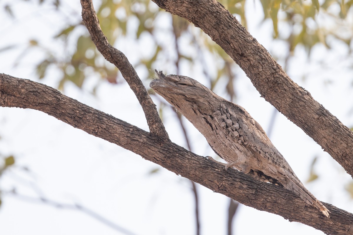Tawny Frogmouth - ML642834179