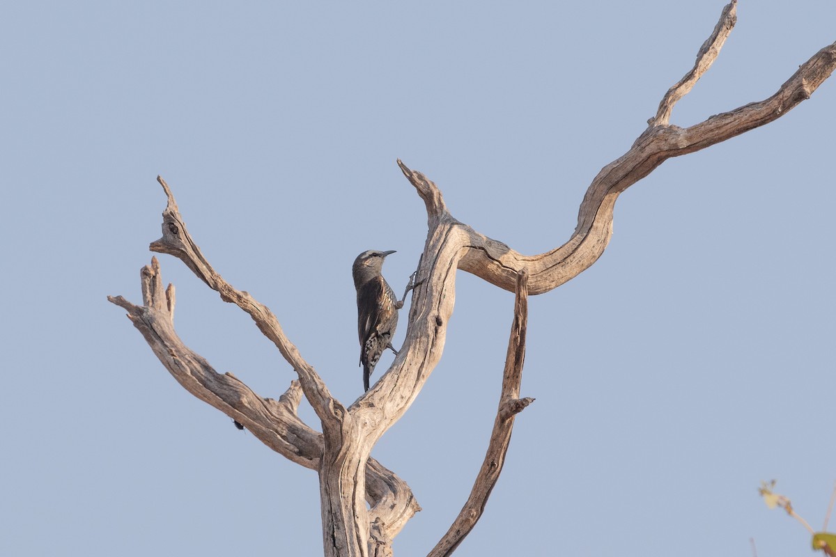 Brown Treecreeper - ML642834180