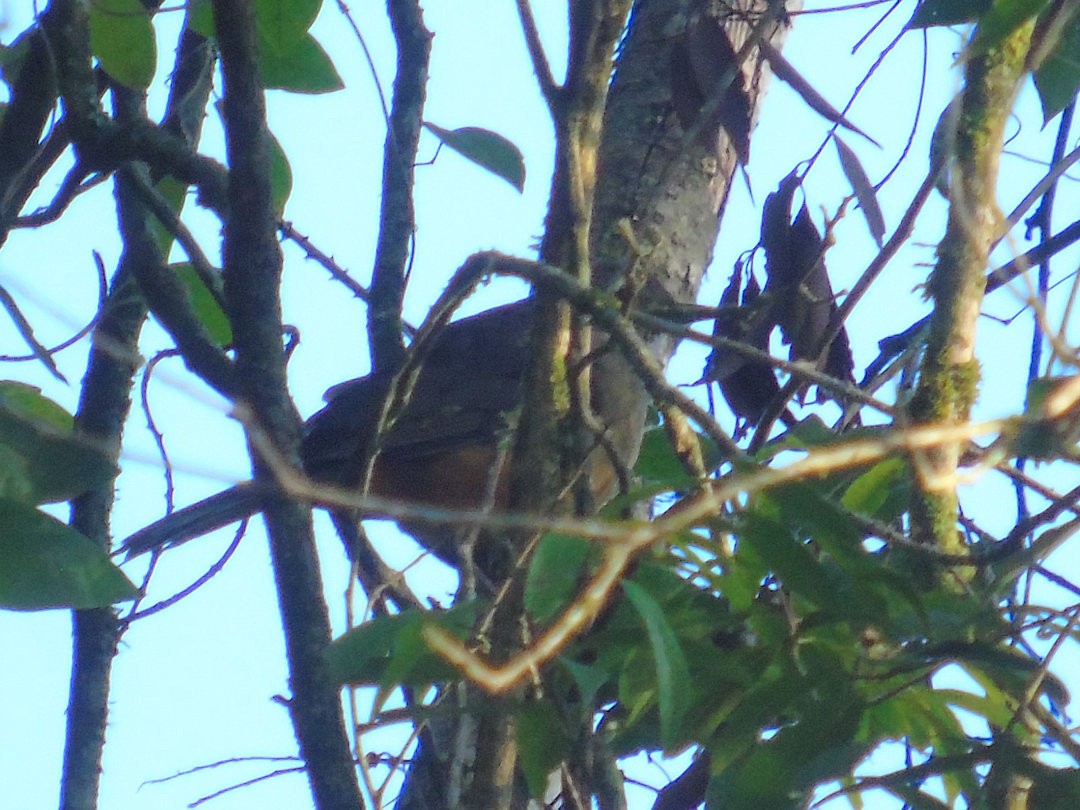 Rufous-bellied Thrush - ML642834186